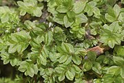 Mnium stellare moss, con sus características hojas en forma de estrella