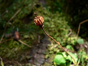 Moneses uniflora