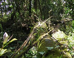 Hutan Pegunungan: Karakteristik, Agihan, Catatan kaki