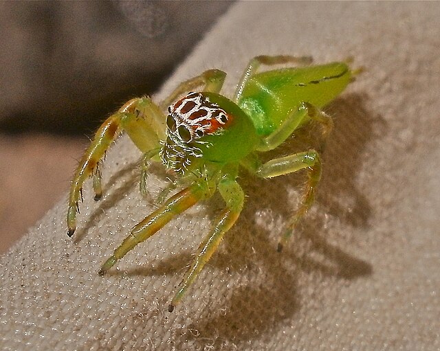 Jumping spiders - The Australian Museum