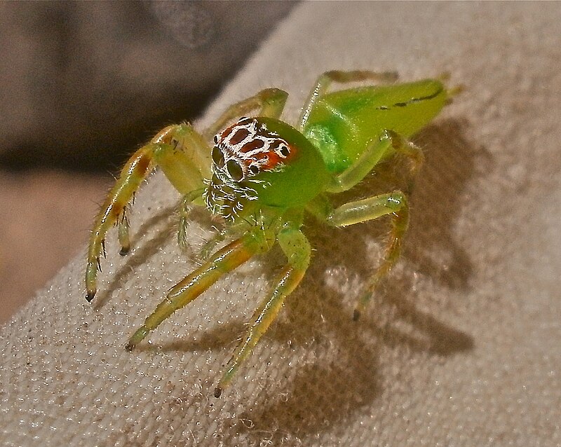 Green Jumping Spider: The Mopsus Mormon Care Guide!