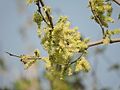 Morus alba tree fruit in spring season 15.jpg