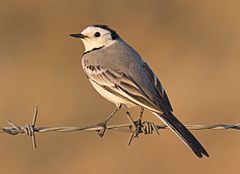 Motacilla alba White Wagtail Ak Kuyruksallayan