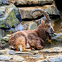 Sindh Ibex