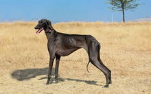 Dog hot sale breed mudhol