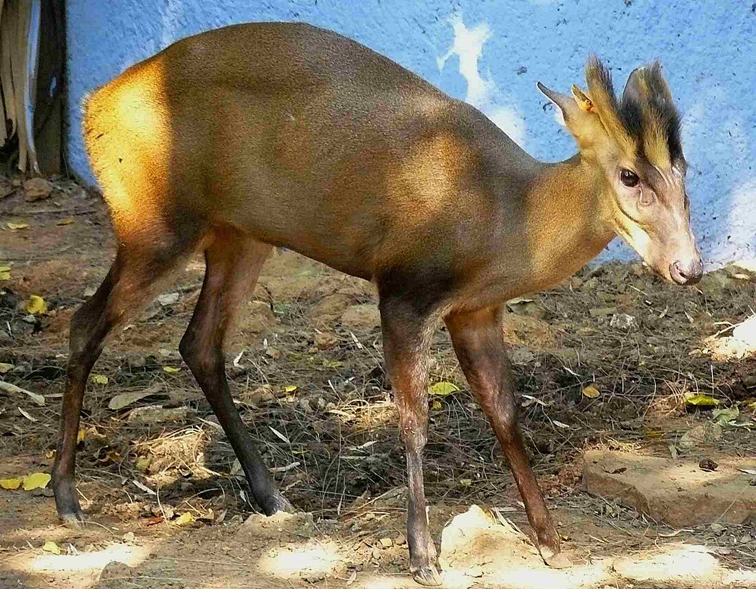 Muntjac de Tenasserim