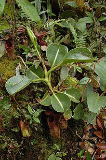 A rosette plant with lower pitchers Murud N. lowii 5.jpg