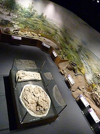 Museo Paleontológico Egidio Feruglio: Historia, Exhibiciones permanentes e itinerantes, Área de investigación