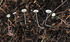 Mycena stylobates 18471 edit.jpg