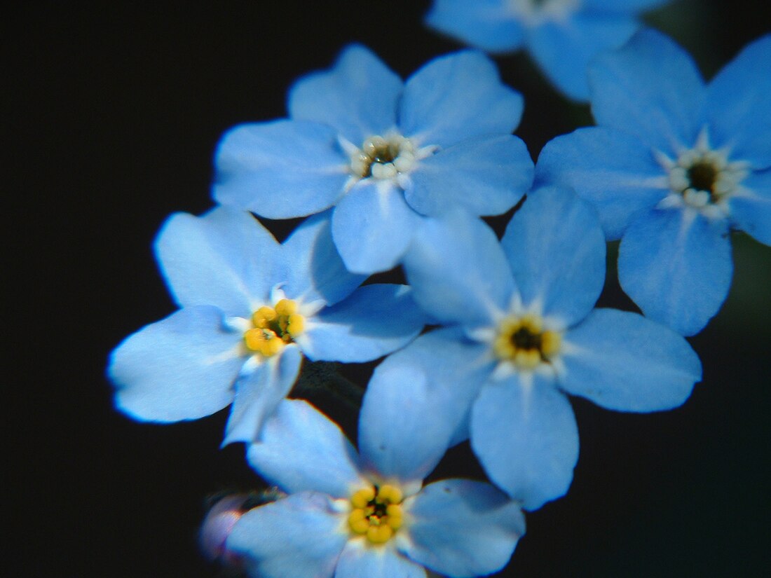 Myosotis latifolia