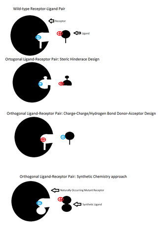 <span class="mw-page-title-main">Orthogonal ligand-protein pair</span>