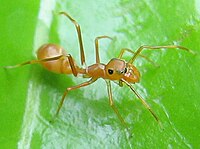 Samica pająka Myrmarachne plataleoides﻿(inne języki) przypomina mrówkę z rodzaju Oecophylla