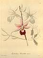 Myrmecophila humboldtii (as syn. Epidendrum humboldtii) plate 52 in: H. G. Reichenbach: Xenia orchidacea - vol. 1 (1858)