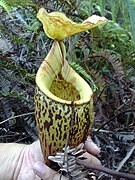 Nepenthes macfarlanei