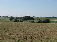 Kopfweiden am Berger Rücken