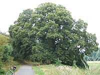 Linden tree at the Usatal