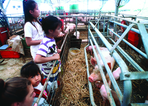 Дети смотрят на свиней, кормящихся из кормушки