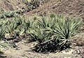 Nannorrhops ritchiana, Pakistan