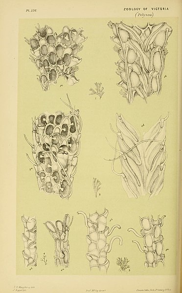 File:Natural history of Victoria (Plate 136) (6008517886).jpg