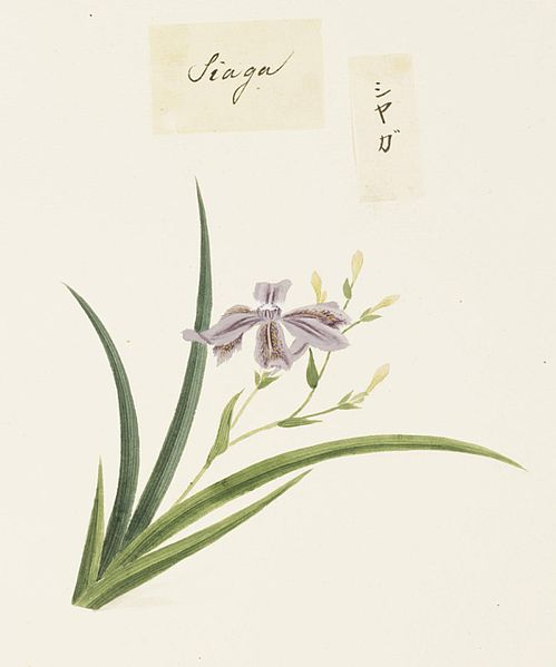 File:Naturalis Biodiversity Center - RMNH.ART.719 - Unidentified plant - Kawahara Keiga - 1823 - 1829 - Siebold Collection - pencil drawing - water colour.jpeg