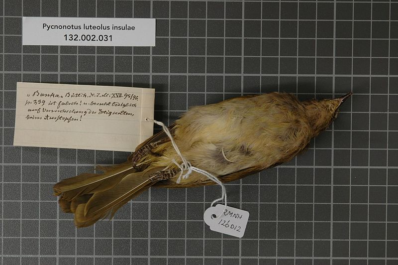 File:Naturalis Biodiversity Center - RMNH.AVES.126012 2 - Pycnonotus luteolus insulae Whistler & Kinnear, 1932 - Pycnonotidae - bird skin specimen.jpeg