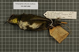 Naturalis Biodiversity Center - RMNH.AVES.130045 1 - Pachycephala rufinucha niveifrons Hartert, 1930 - Pachycephalidae - bird skin specimen.jpeg