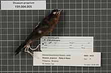 Naturalis Biodiversity Center - RMNH.AVES.99928 1 - Dicaeum proprium Ripley and Rabor, 1966 - Dicaeidae - vzorek kůže ptáka.jpeg