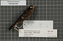 Naturalis Biodiversity Center - RMNH.AVES.99928 1 - Dicaeum proprium Ripley und Rabor, 1966 - Dicaeidae - Vogelhautprobe.jpeg