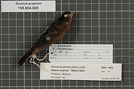 Grijsborsthoningvogel