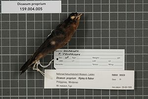 The bellows of the gray-breasted mistletoe in the Naturalis Museum, Leiden