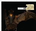 Naked-rumped pounched bat