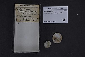 Naturalis Biodiversity Center - RMNH.MOL.180429 - Sigapatella tenuis (Gray, 1867) - Calyptraeidae - Mollusc shell.jpeg