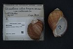 Miniatura para Acanthina monodon