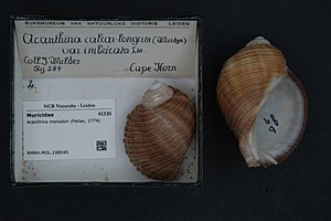 Naturalis Biodiversity Center - RMNH.MOL.198045 - Acanthina monodon (Pallas, 1774) - Muricidae - Mollusc shell.jpeg