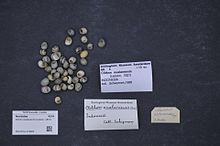 מרכז המגוון הביולוגי נטורליס - ZMA.MOLL.313805 - Clithon oualaniensis (שיעור, 1831) - Neritidae - Mollusc shell.jpeg