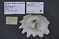 Uma concha de Onustus exutus (Reeve, 1842)[1] vista por baixo, coletada no Japão e pertencente à coleção do Museu de História Natural de Leiden; uma espécie que fixa nada mais do que grãos de areia no topo de sua espiral.[3]