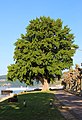 Naturdenkmal Schwarz-Pappel Populus nigra Hafenpark Rüdesheim am Rhein (03).jpg