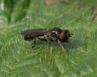 <i>Neoascia meticulosa</i>