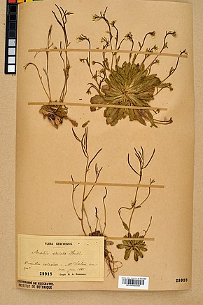Описание изображения Невшательский гербарий - Arabis scabra - NEU000022554.jpg.
