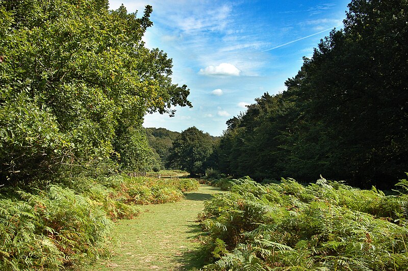 File:New Forest (Fritham) (1250905322).jpg