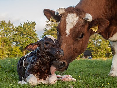 Bos taurus (Holstein Friesian Cattle)