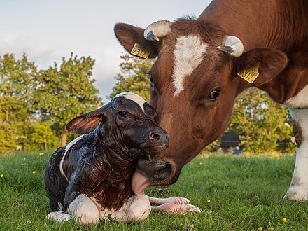 Several senses are used in social relationships among cattle.