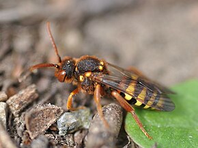 Nomada lathburiana f3.JPG -kuvan kuvaus.