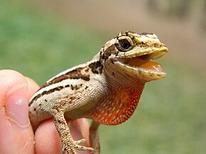 Norops lemurinus.jpeg görüntüsünün açıklaması.