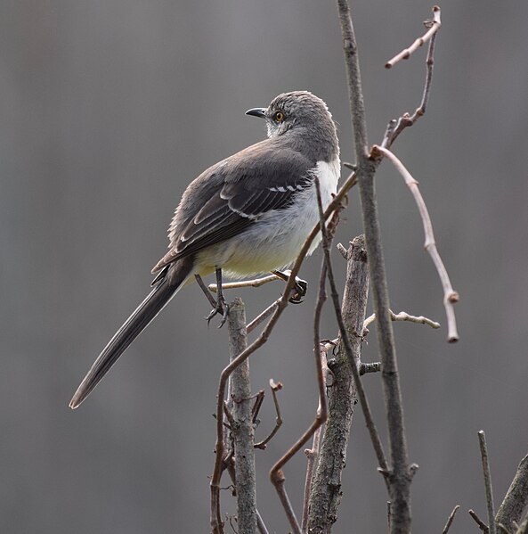 File:Northern Mockingbird (33910761308).jpg