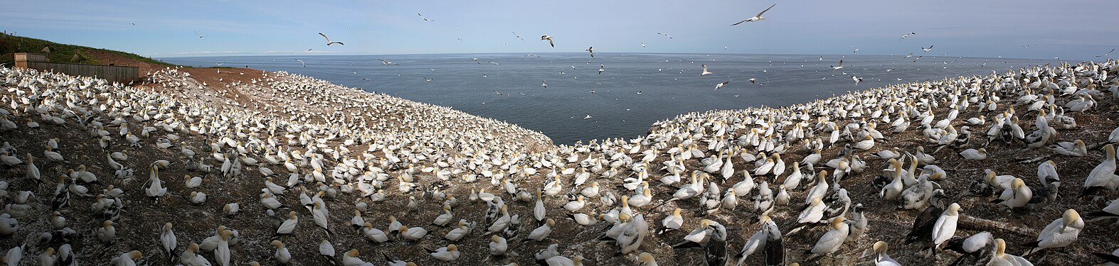 One of the largest Northern Gannet colonies on Bonaventure Island National Park, Canada