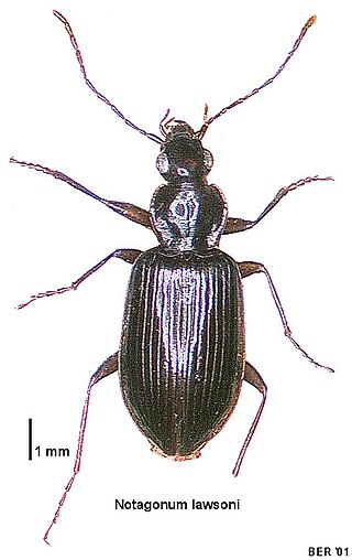 <i>Notagonum lawsoni</i> Species of beetle