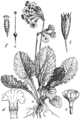 Pomladanski jeglič. (Primula officinális [sic!].) Illustration #384 in: Martin Cilenšek: Naše škodljive rastline, Celovec (1892)