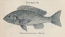 Nyassachromis leuciscus
