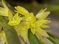 Octomeria decumbens